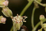 Florida cacalia